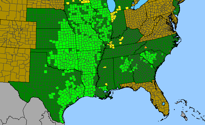 The range of Baptisia bracteata